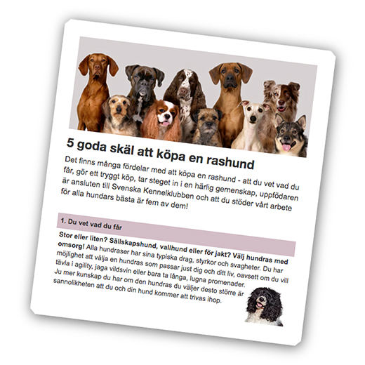 5 skäl att köpa rashund enligt SKK