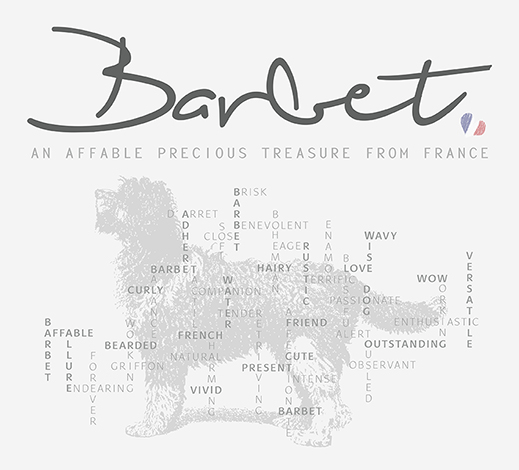 Barbet an affable precious treasur from France