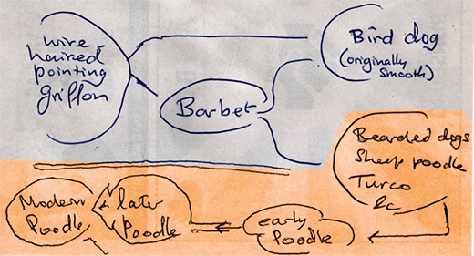 Leendert Bosman och hans Mindmap för rasen Barbet.