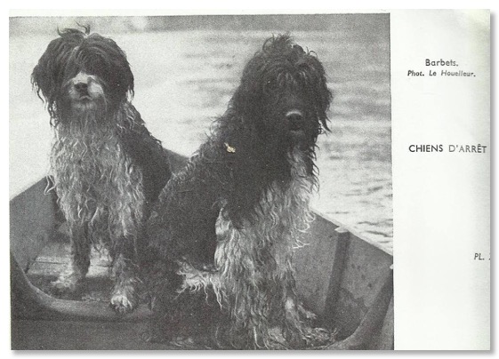 Chiens d'Arrêt. Barbets Le Houelleur