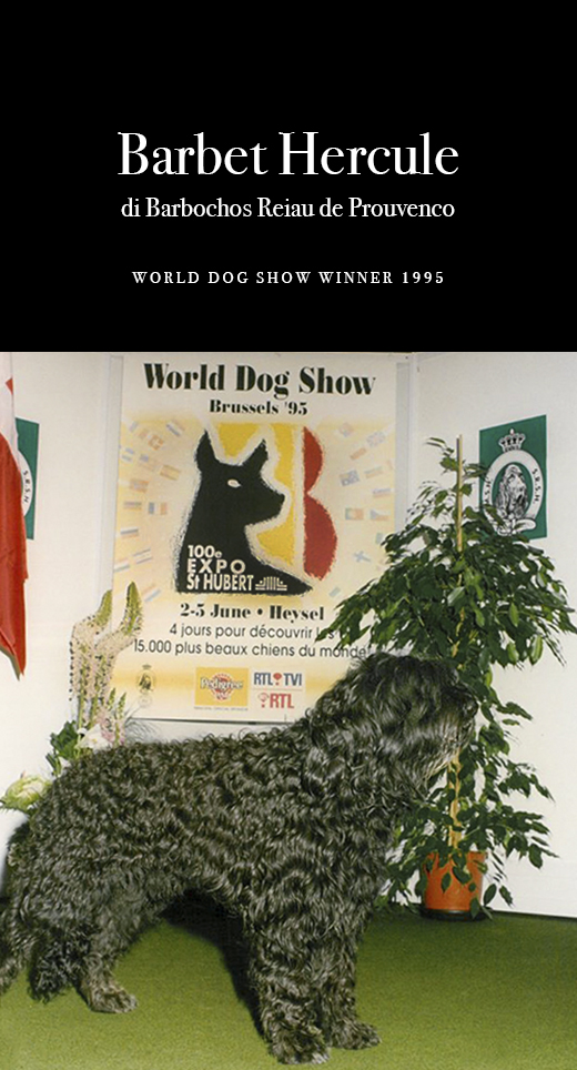 Vieux Barbet Hercule World Dog Show Winner 1995