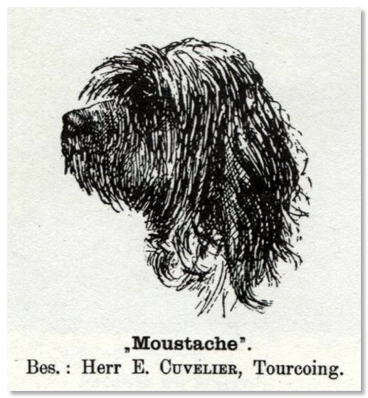 Motiv av Moustache, ägd av Cuvelier, 1904