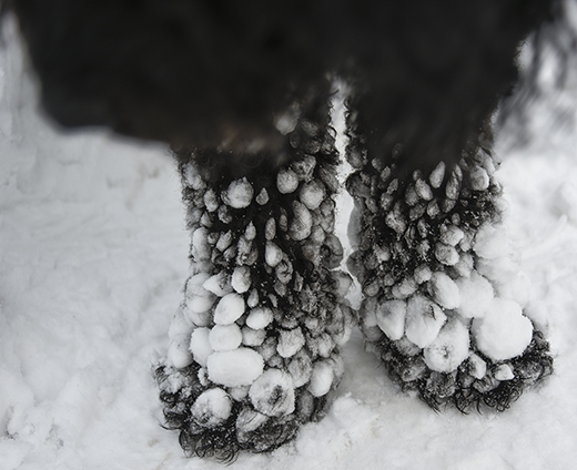 Barbet Koi och hans två snötyngda tassar