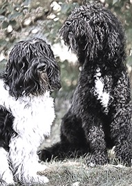 Barbet Koi och Neo Mahler