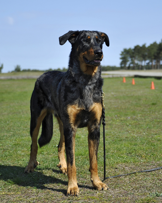 Ståtlig Beauceron tränar också inför utställning