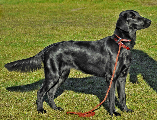 Flatcoated retriver på ringträning Åhus brukshundklubb