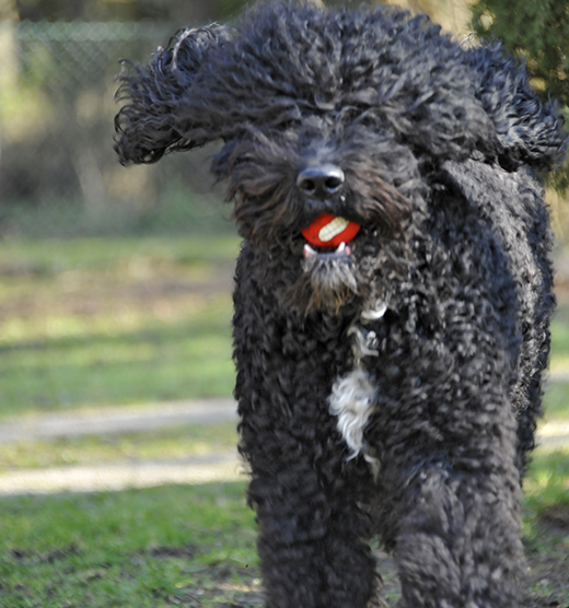 Barbet Koi springande med röd boll i munnen