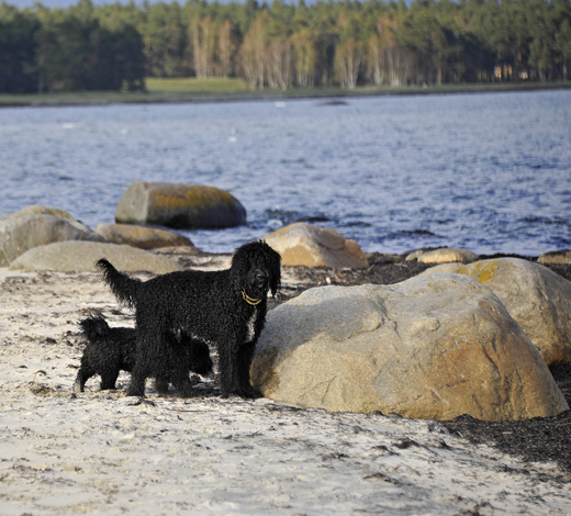 Barbet Koi och kompisen Mac på upptäcksfärd bland sand och sten