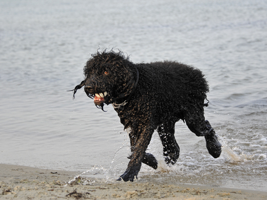 Barbet Koi hämtar kastad boll i havet 