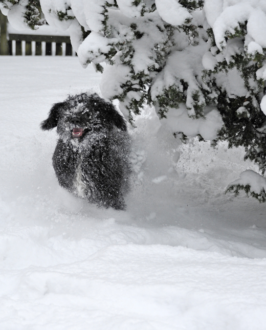 Barbet Koi glädje och full speed i massor av snö