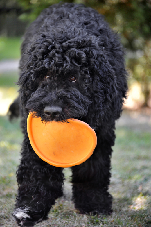 Unge Barbet Koi är fem månader gammal och springer med orange frisbee i mun i hopp om att någon ska kasta den igen