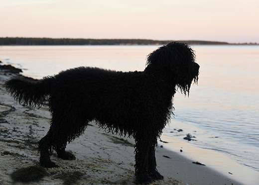 Barbet Koi på stranden och i magiskt kvällljus