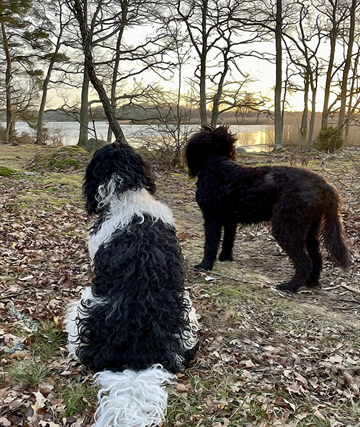 Barbet Koi och Neo Mahler skådar Blekinge skärgård