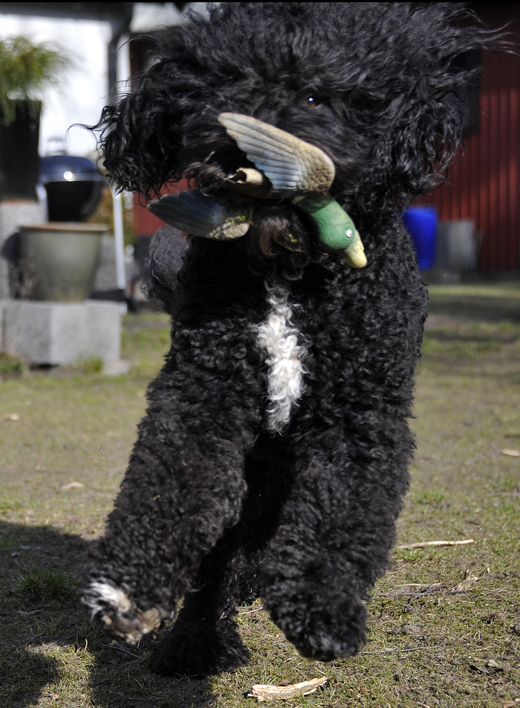 Barbet Koi på språng med sin gummiand