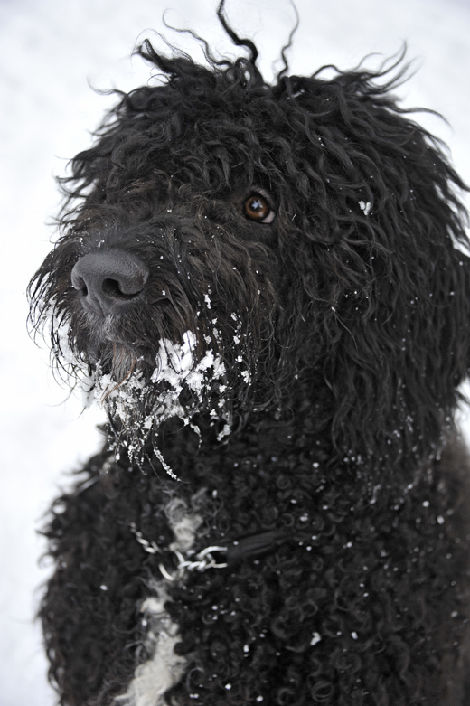 Barbet Koi med snö i skägget 