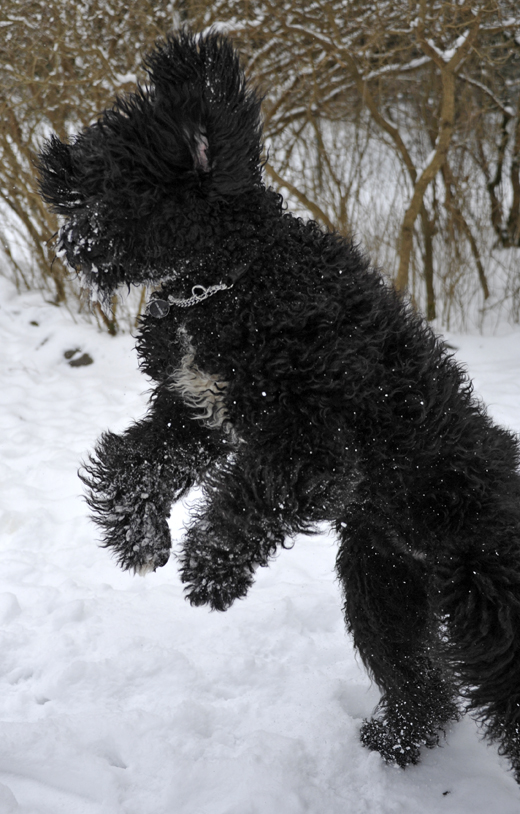 Barbet Koi stående på bakbenen i snön