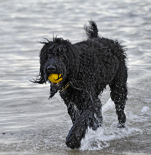 Stranden har besök av Barbet Koi med gul boll i mun 