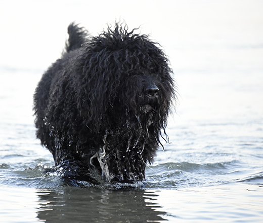 Barbet Koi vadar i vatten