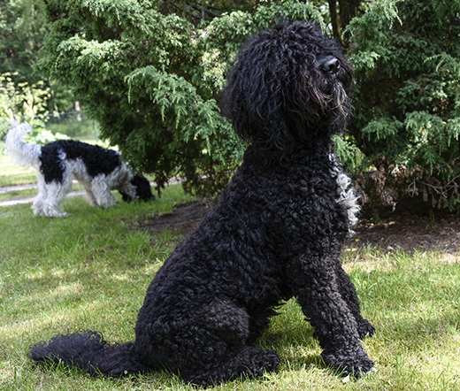 I förgrunden Barbet Koi och barbet Neo Mahler har som vanligt nosen i backen