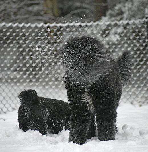 Barbet Koi skakar bort snö