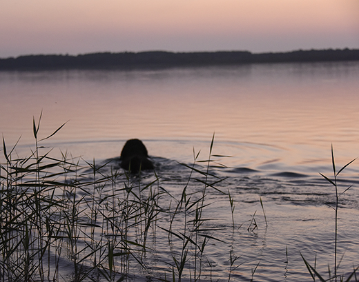 Barbet Koi tar sig ett dopp i Levrasjön