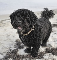 Maestro Mac är lycklig på stranden