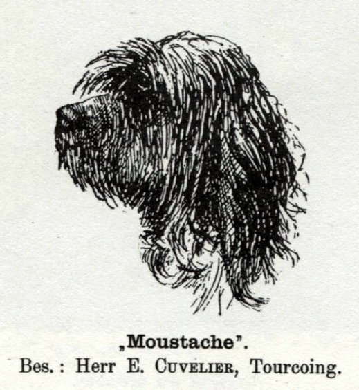 Barbet Moustache, äg. Cuvelier, 1904.