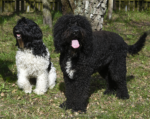 Vieux Barbet Français och Barbet Moderne