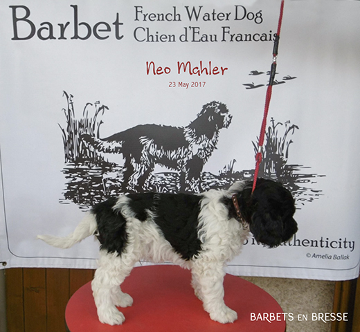 Neo Mahler 23maj 2017, Barbets en Bresse