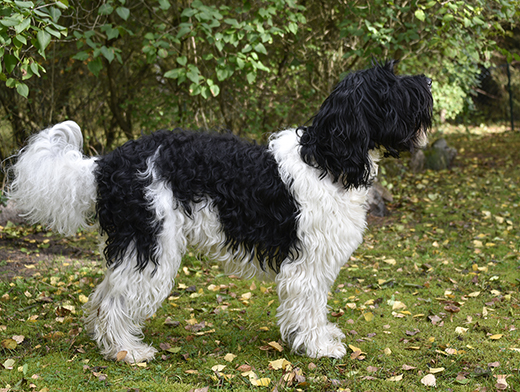 Barbet Neo Mahler de la serve de la chapelle d'Alexandre