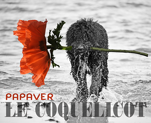 Barbet Koi med jättevallmo i mun papaver le coquelicot