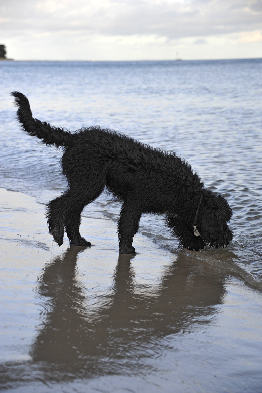 Barbet Koi i speglande strandbryn 