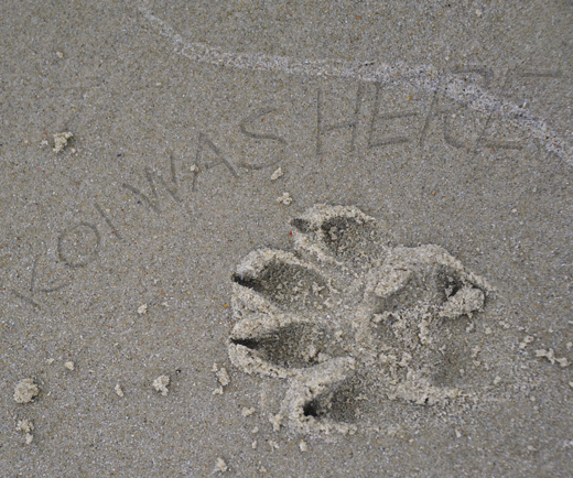 Unge Barbet Koi har lämnat ett tassavtryck i sanden 