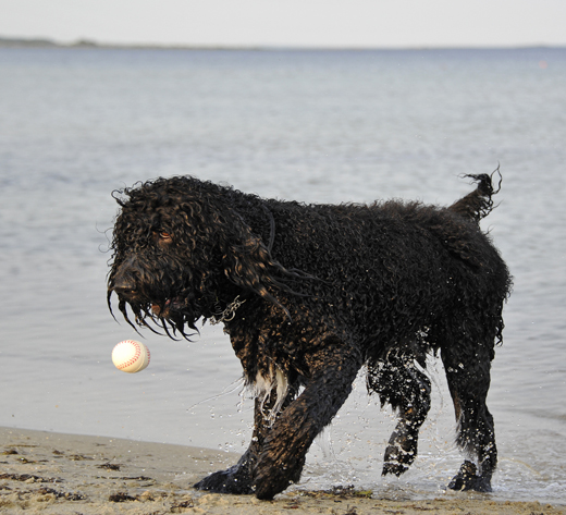 Barbet Koi släpper boll innan den lämnats till hand