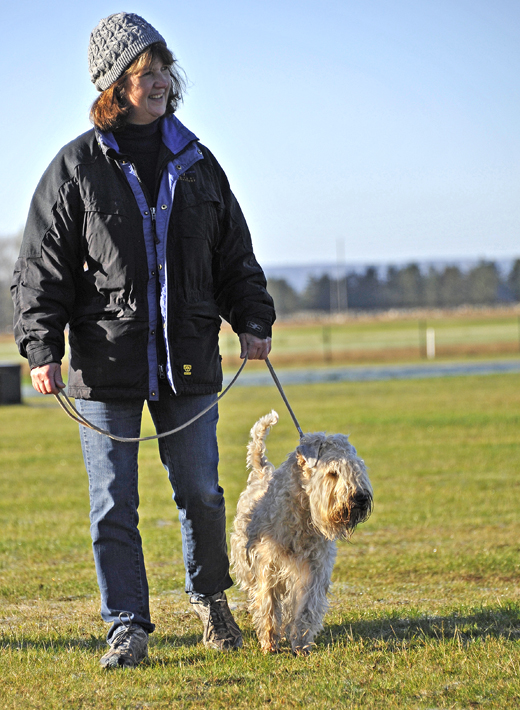 Soft coated wheaten terrier på ringträning Åhus brukshundklubb