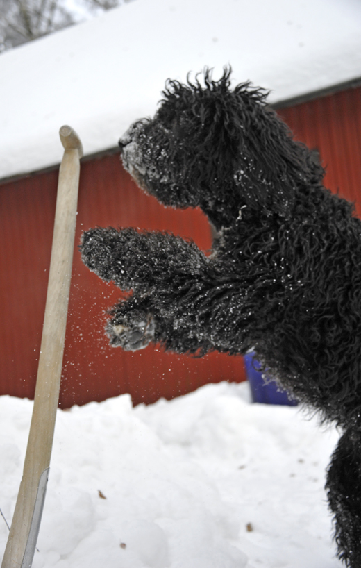 Barbet Koi försöker fatta taget om den stående snöskyffeln