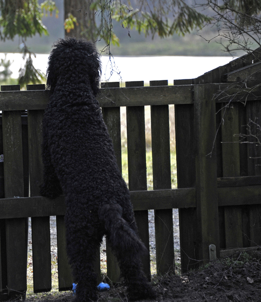 Barbet Koi håller koll på förbipasserande hundar