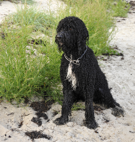 En blöt Barbet Koi sitter i sanden