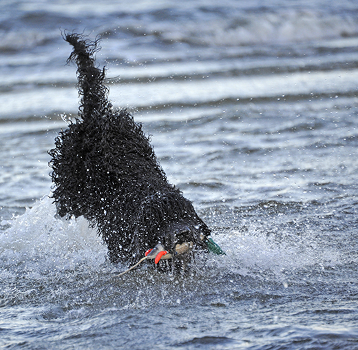 Barbet Koi med apport vid havet