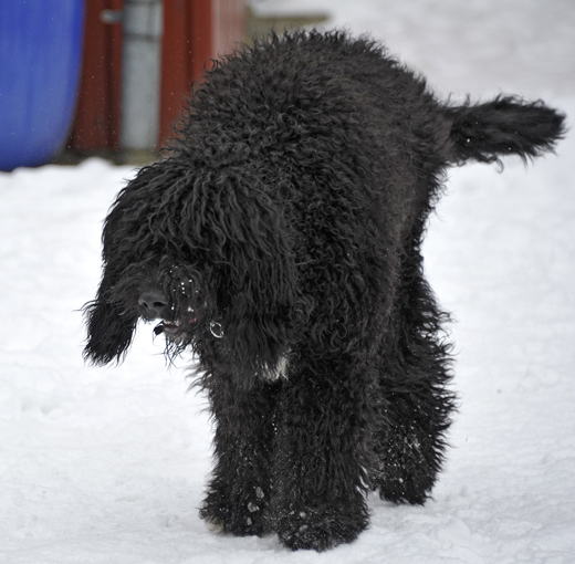 Barbet Koi laddar för attack i snön