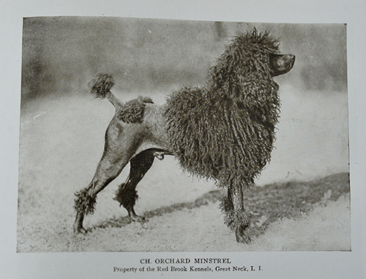 Pudel avbildad i The Dog Book, 1909.