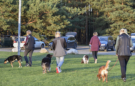 Hundträning på Åhus Brukshundklubb